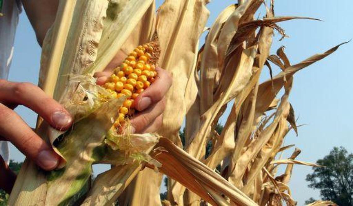 Prezzi alimentari/ Fao: rimarranno alti e instabili per 10 anni