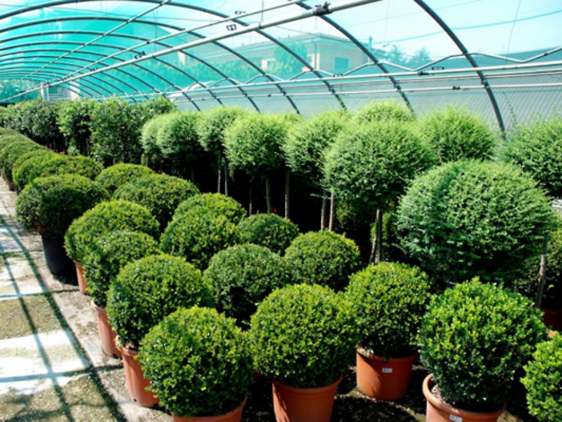 Antichit&agrave; e bacche al mercato nel vivaio