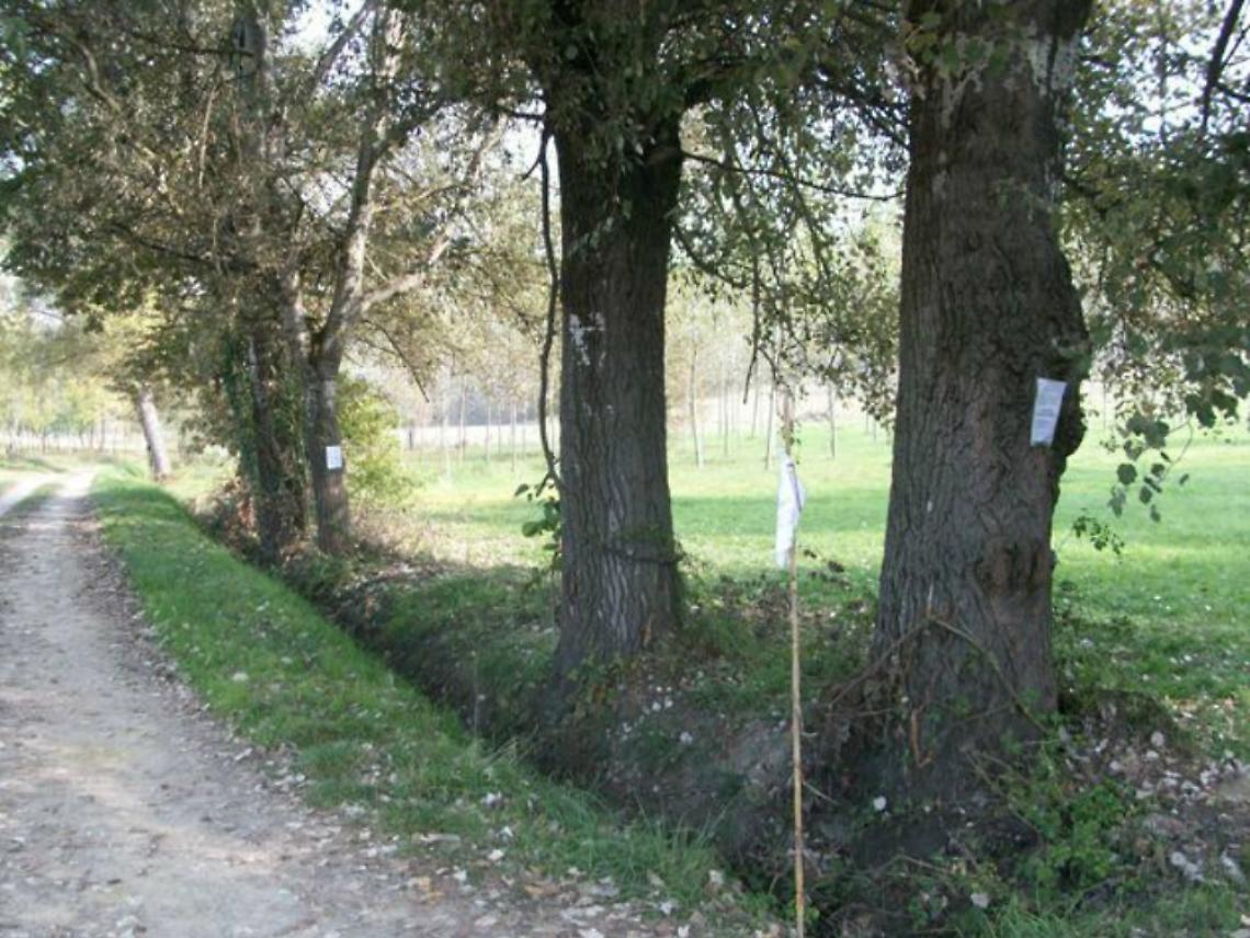 Chi avvelena il cane da tartufi?