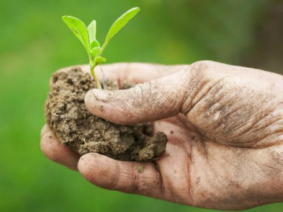 Agricoltura, qualit&agrave; ma poca quantit&agrave;<br/>Vino -20%, cardi e zucchine gelati: -35%