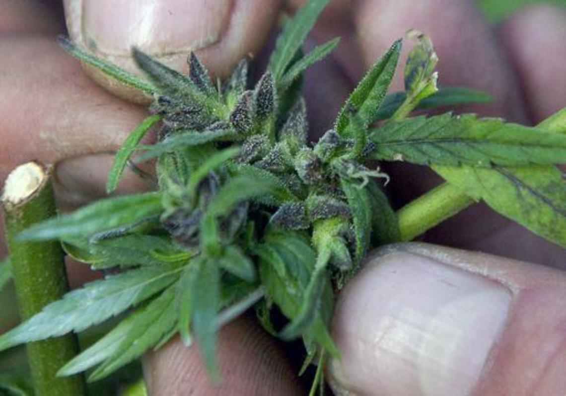 Usa 2012/ Marijuana, il Massachusetts dice "legalizziamola"