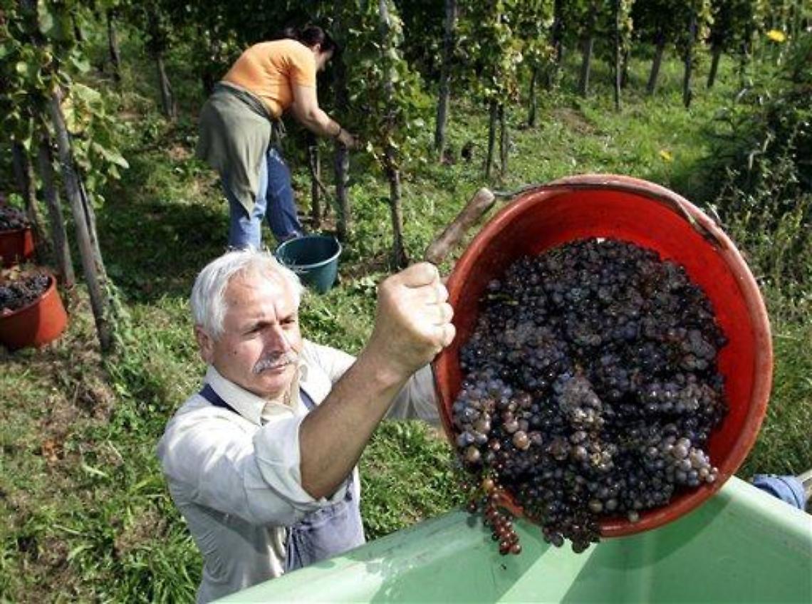 Vini/ Mps: Italia cresce all'estero, in 2013 fatturato +5%