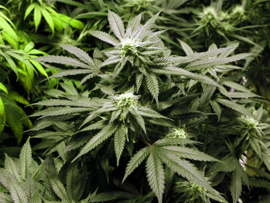 Cuoco 19enne di Montafia in manette<br/>Nascondeva 32 grammi di marijuana