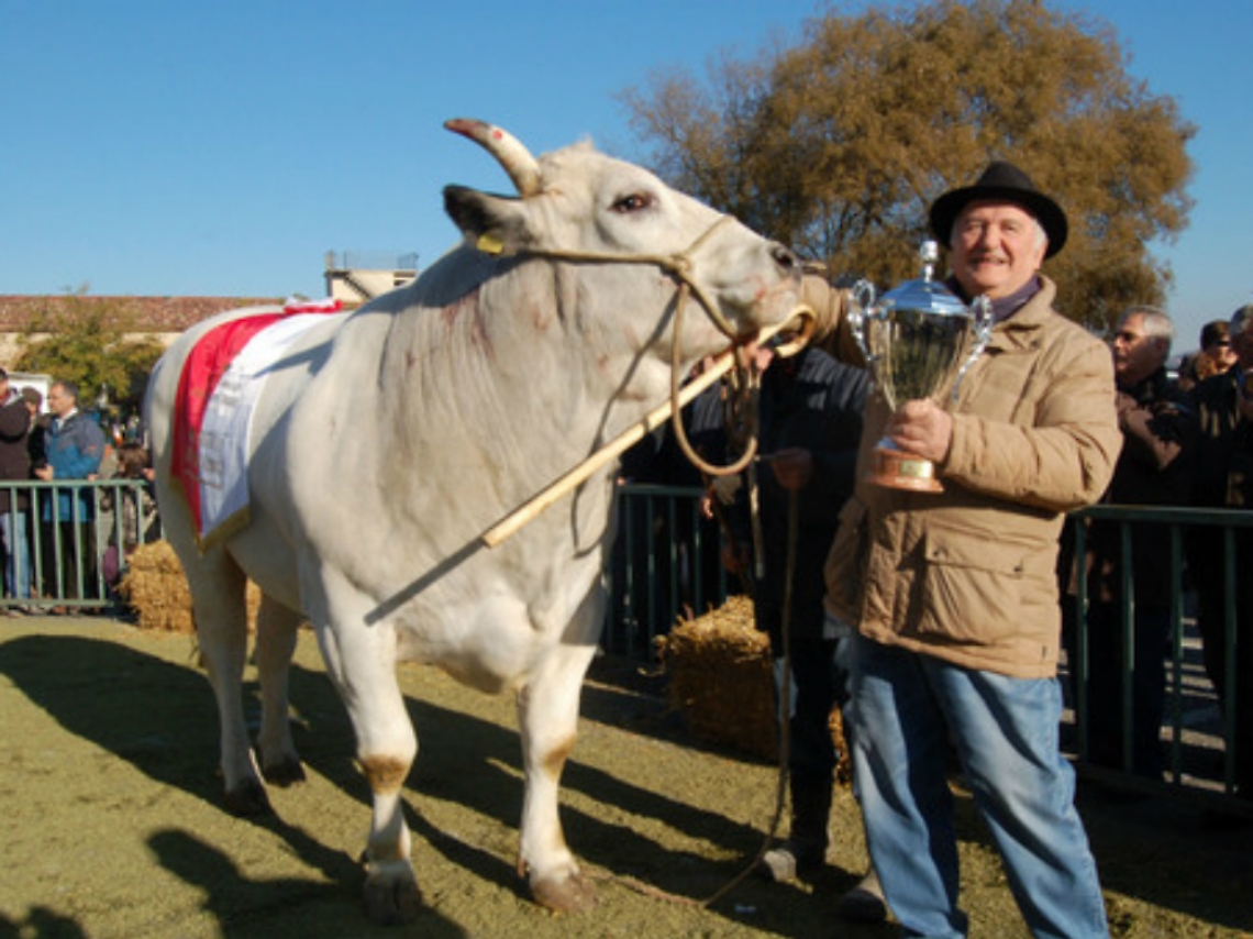 Moncalvo, la fiera dei giganti bianchi