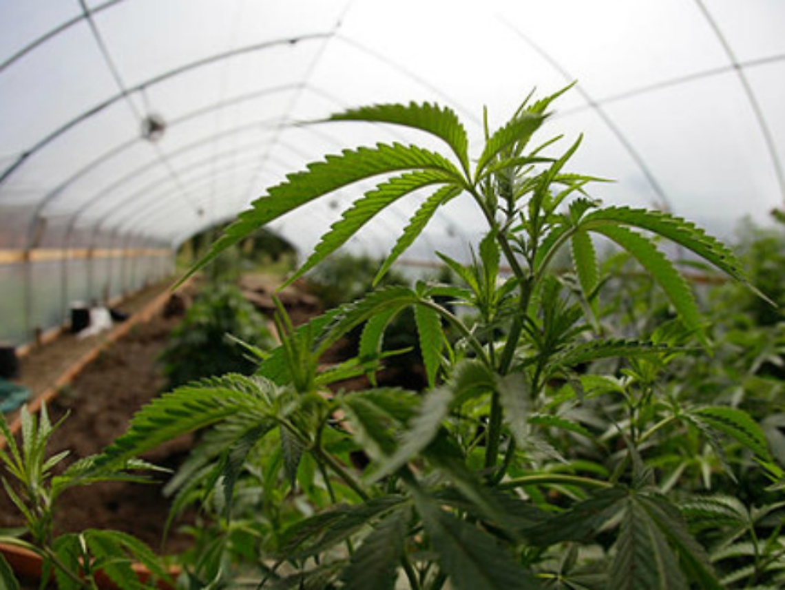 Quasi 2 kg di marijuana, ventenne<br/>di Costigliole arrestato per spaccio