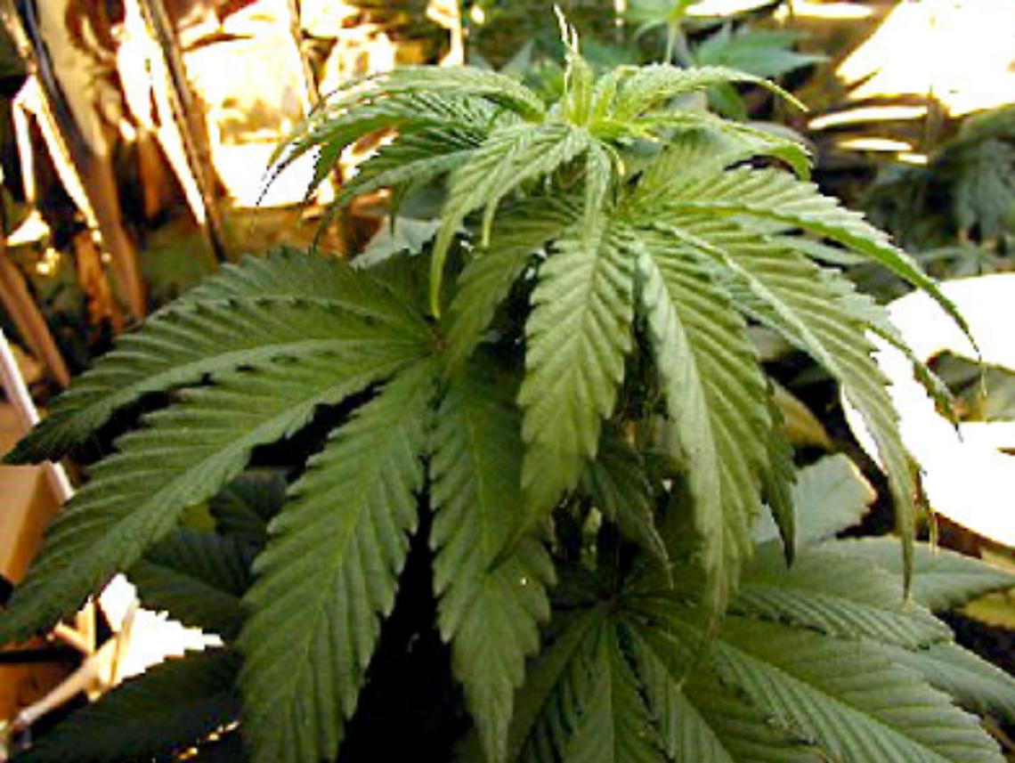 Una borsa con oltre 3 etti di marijuana<br/>Fermato a Costigliole operaio 37enne