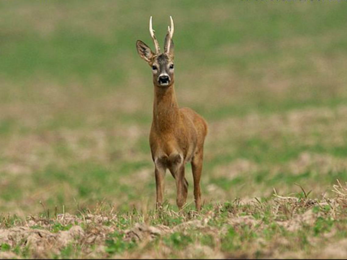 I caprioli danneggiano le vigne: 205 cacciatori<br/>sono autorizzati ad abbatterne 112