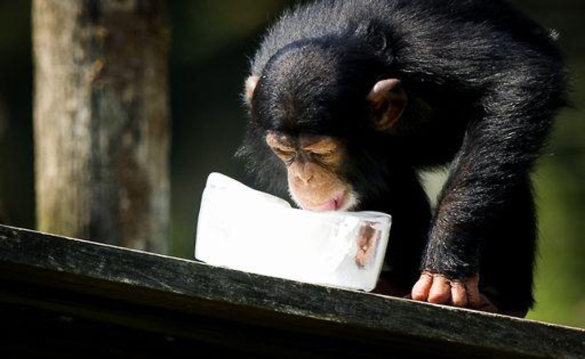 Sudafrica/ Trasmessa in diretta nascita scimpanze'