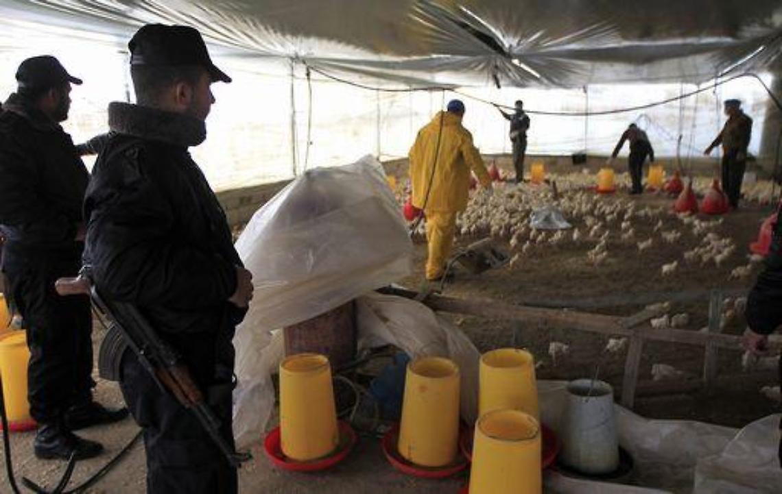 Aviaria/ Muore 31enne, secondo decesso in Cina per virus H5N1