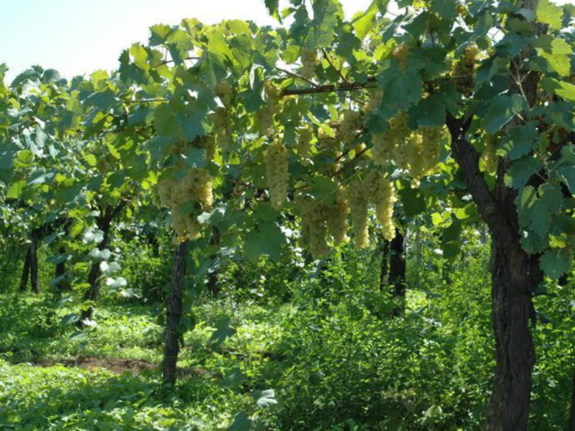 Le sei domande di Confagricoltura<br/>ai candidati alle politiche