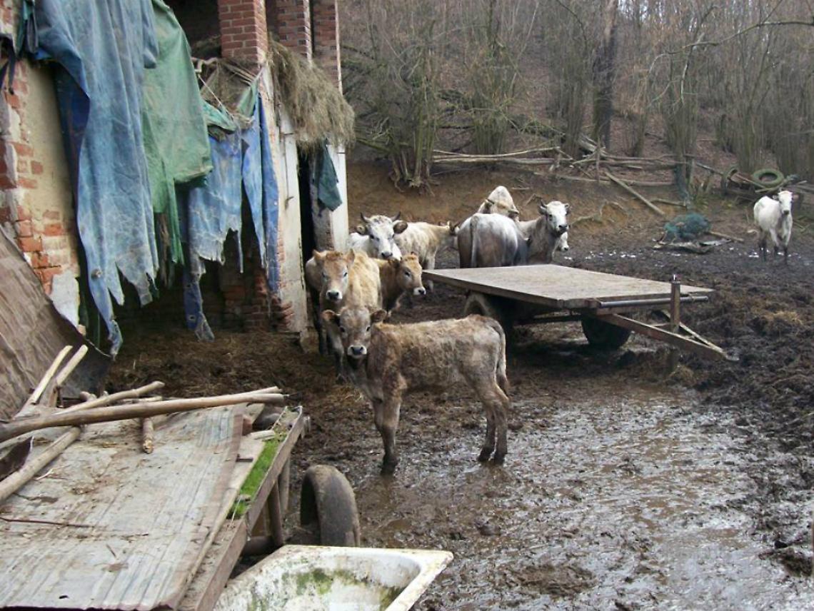 Trovate 14 mucche denutrite <br/>e affondate nel proprio letame