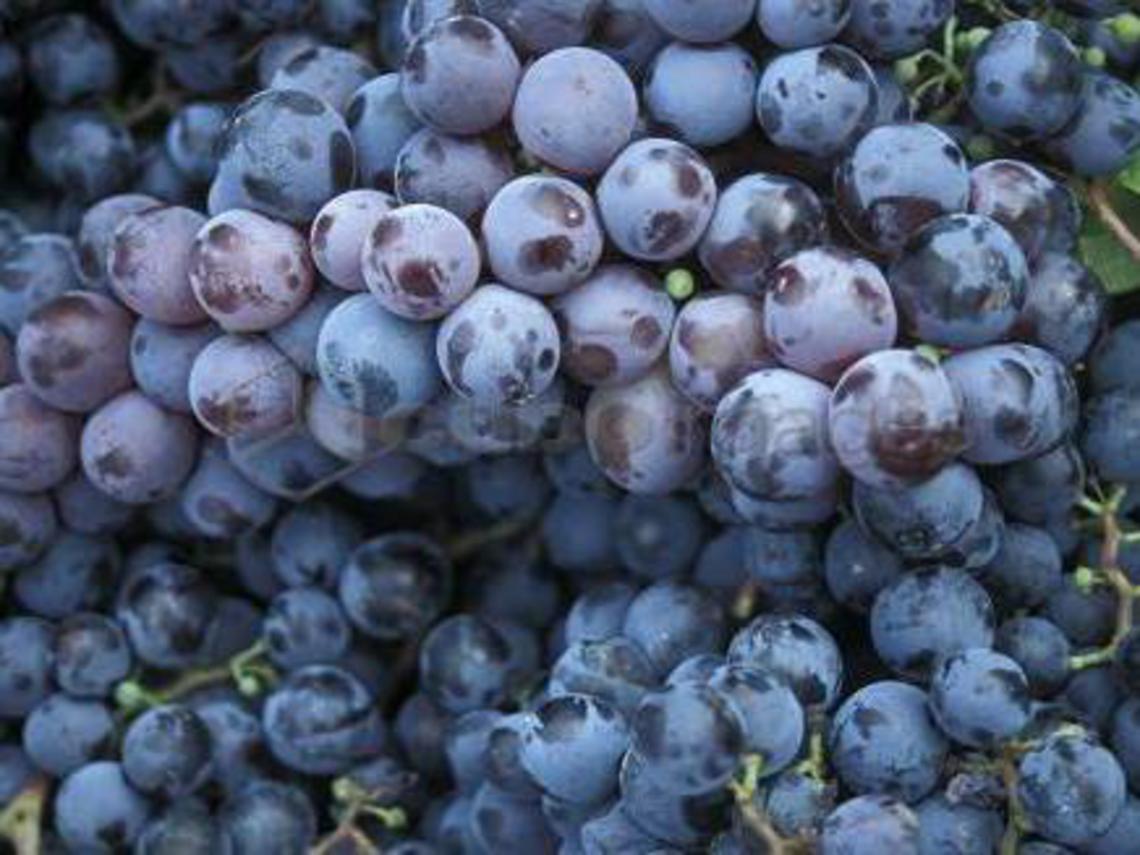 Prodotti tipici, camminate e omaggio a Verdi<br/>A Buttigliera tornano Le Contrade del Freisa