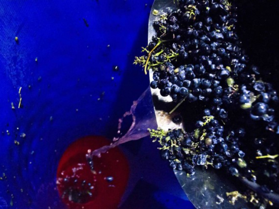 Vinitaly, 150 etichette di barbera