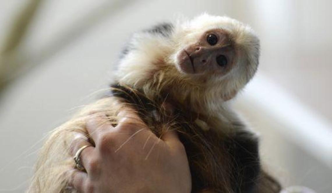 Musica/ Bieber abbandona la scimmietta, Mally diventa "tedesca"