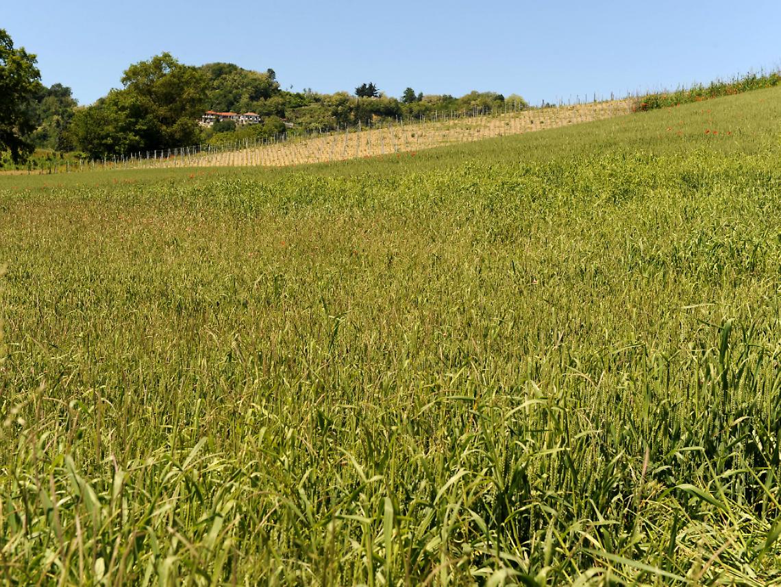 Troppa pioggia: - 30% di mais e soia