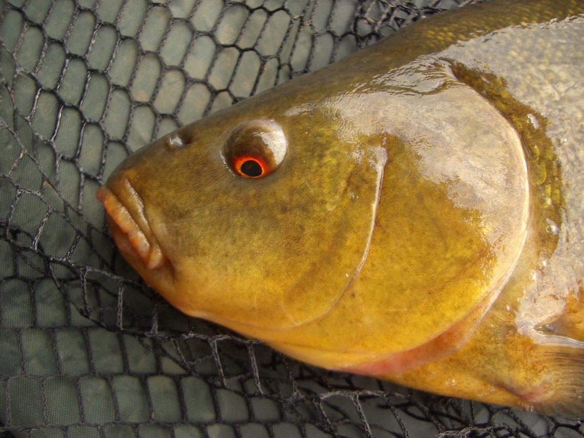 Valfenera: torna la Sagra della Tinca Gobba Dorata