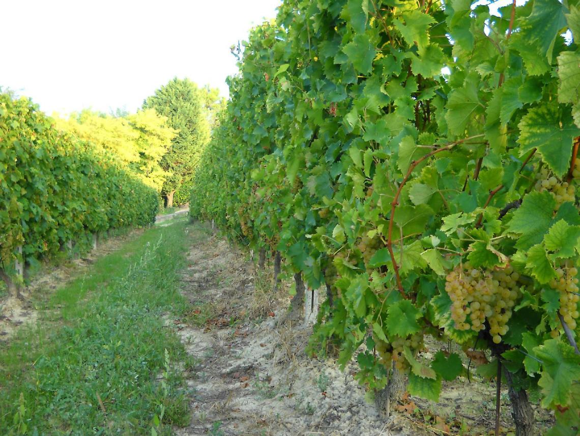 Asti nei Comuni docg: a vuoto il colpo<br/>di mano, si aspetta la nuova sentenza