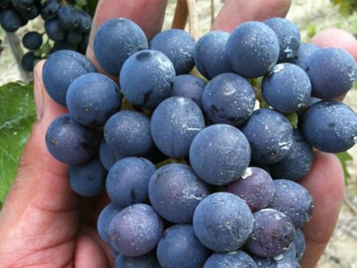 Barbera "Nizza", i produttori fanno rete aspettando il nuovo disciplinare