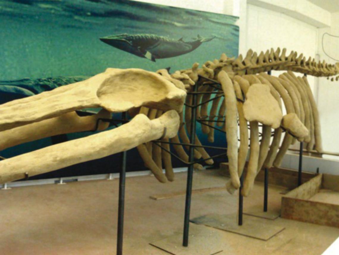 La balenottera di Vigliano bloccata<br/>al Museo di Torino dopo l'esplosione