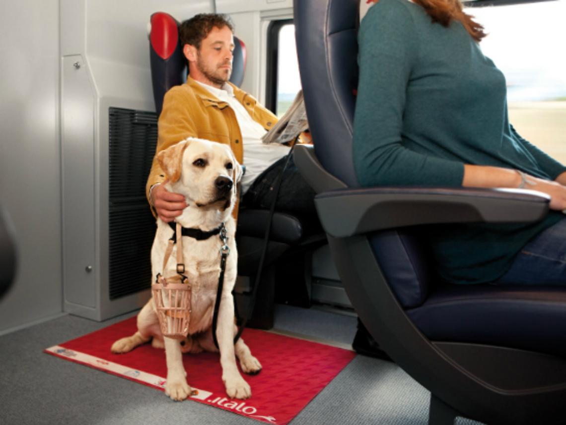Le regole e le condizioni per trasportare Fido