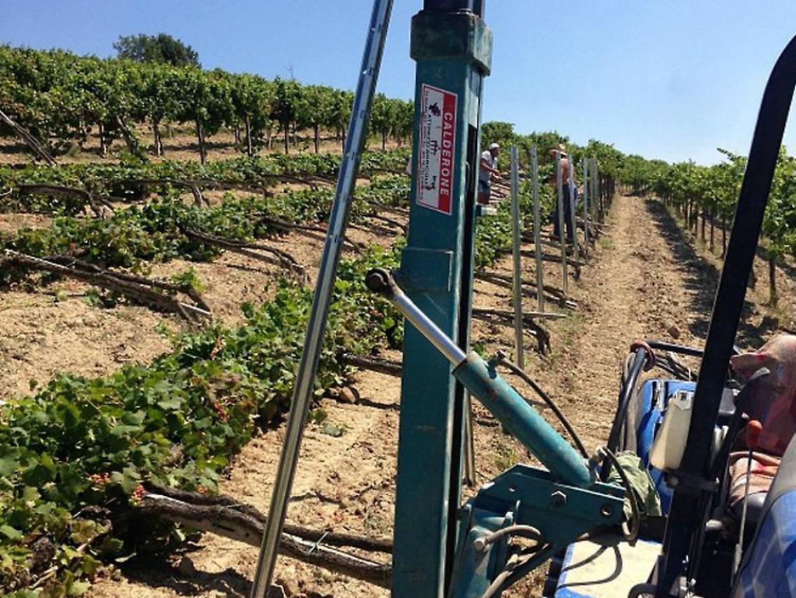 &laquo;Rischiamo di perdere l'intero raccolto&raquo;