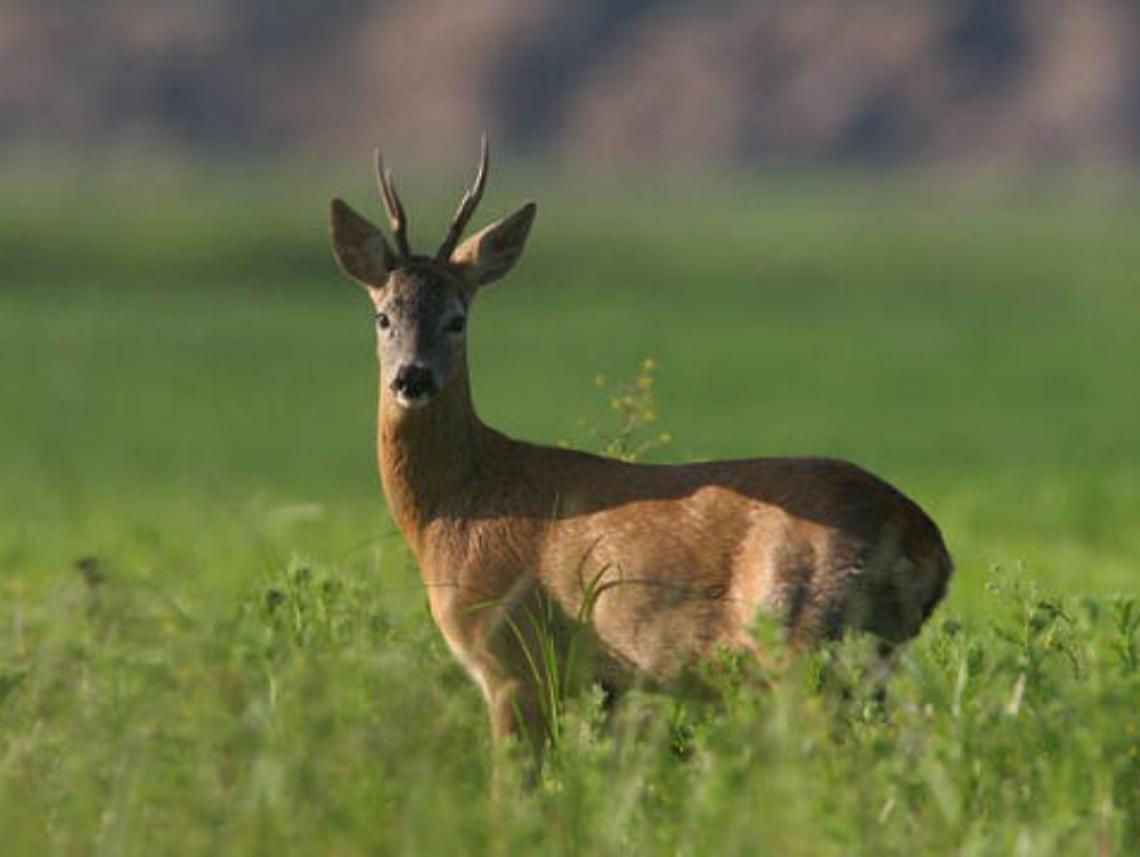 Caccia ai caprioli, possibile stop