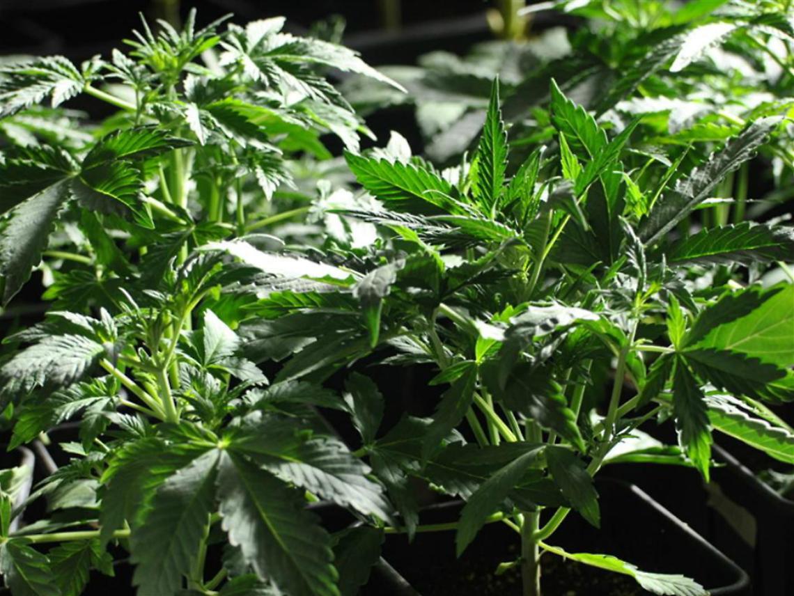 Coltivava marijuana nella vigna