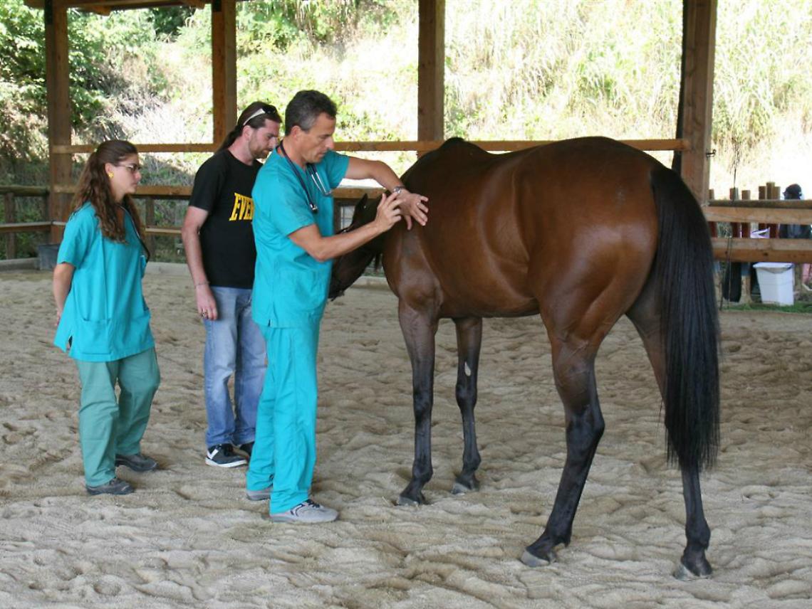 Le visite ai cavalli presso il centro ippico