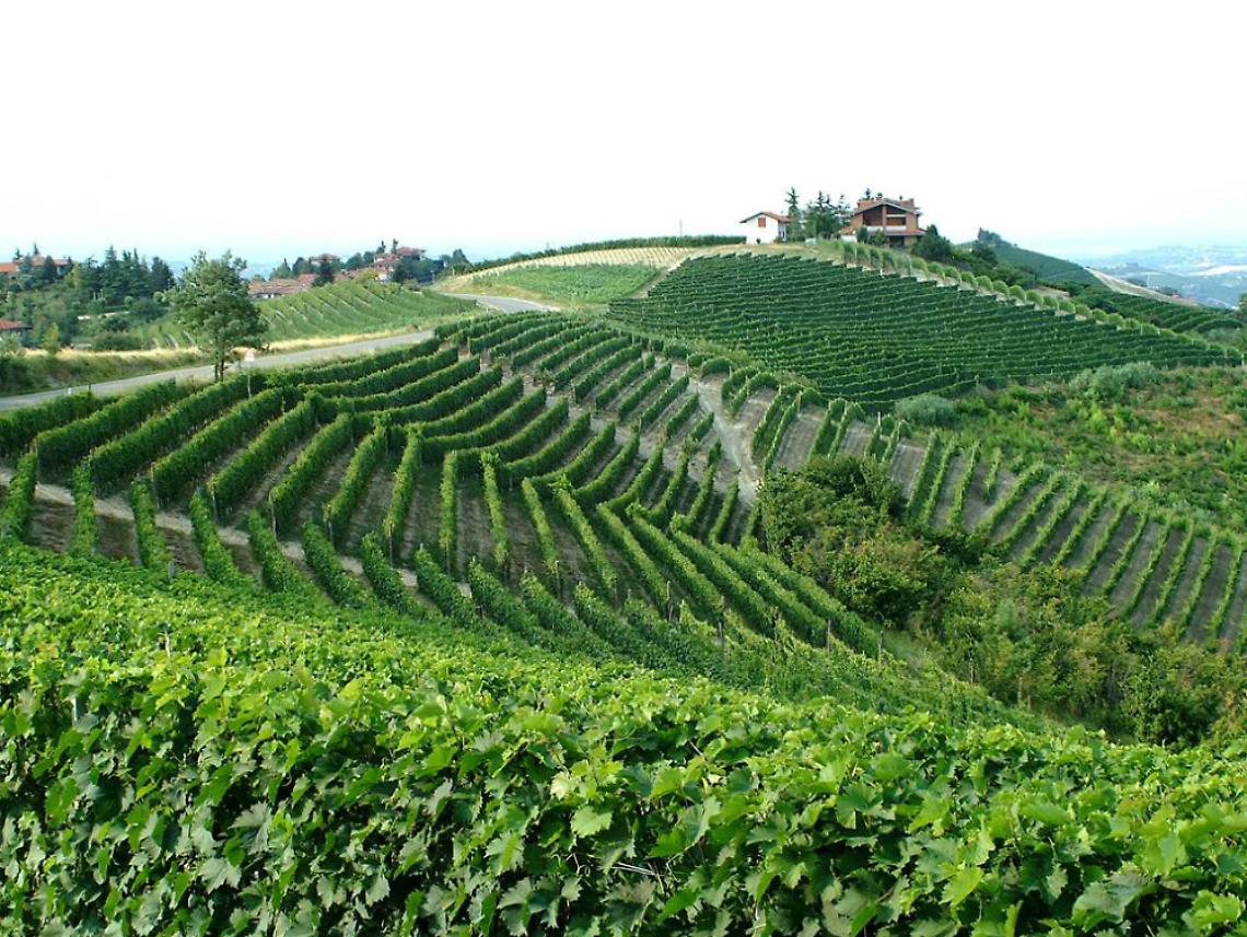 Vendemmia, il Barbera &egrave; in ritardo<br/>ma l'annata si annuncia ottima