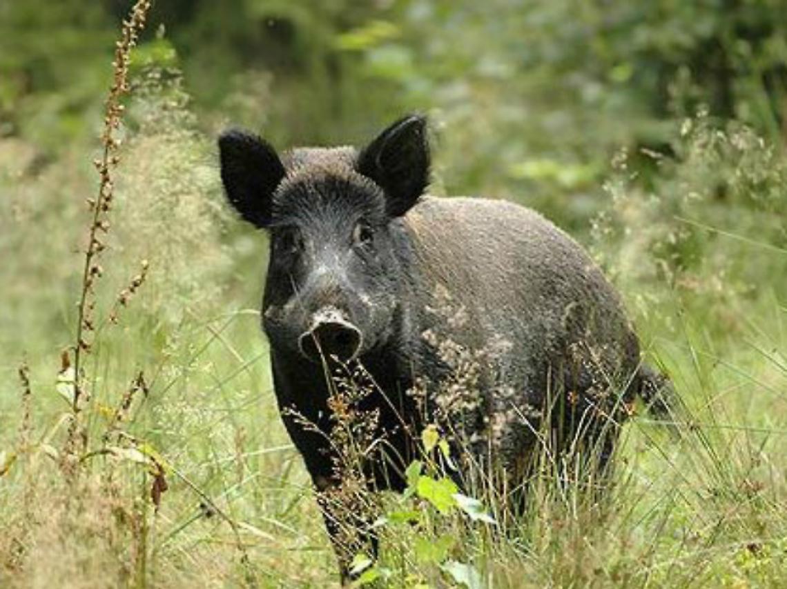 La caccia come risorsa, un premio per l'abbattimento dei cinghiali dannosi