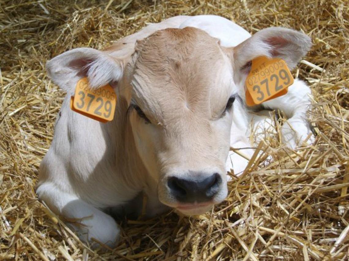 Coldiretti: i campi sono gli unici<br/>a creare posti di lavoro