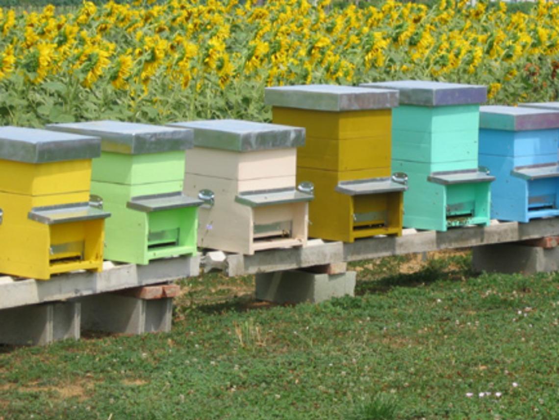 Nel 2012 il boom di numero di alveari<br/>La storia del miele ora &egrave; on line