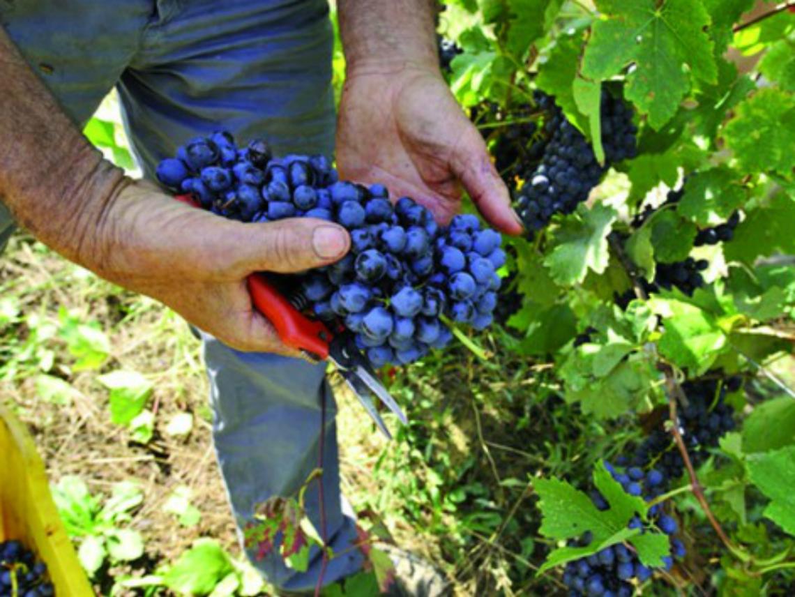 Astigiani primi produttori del vino fatto in Piemonte