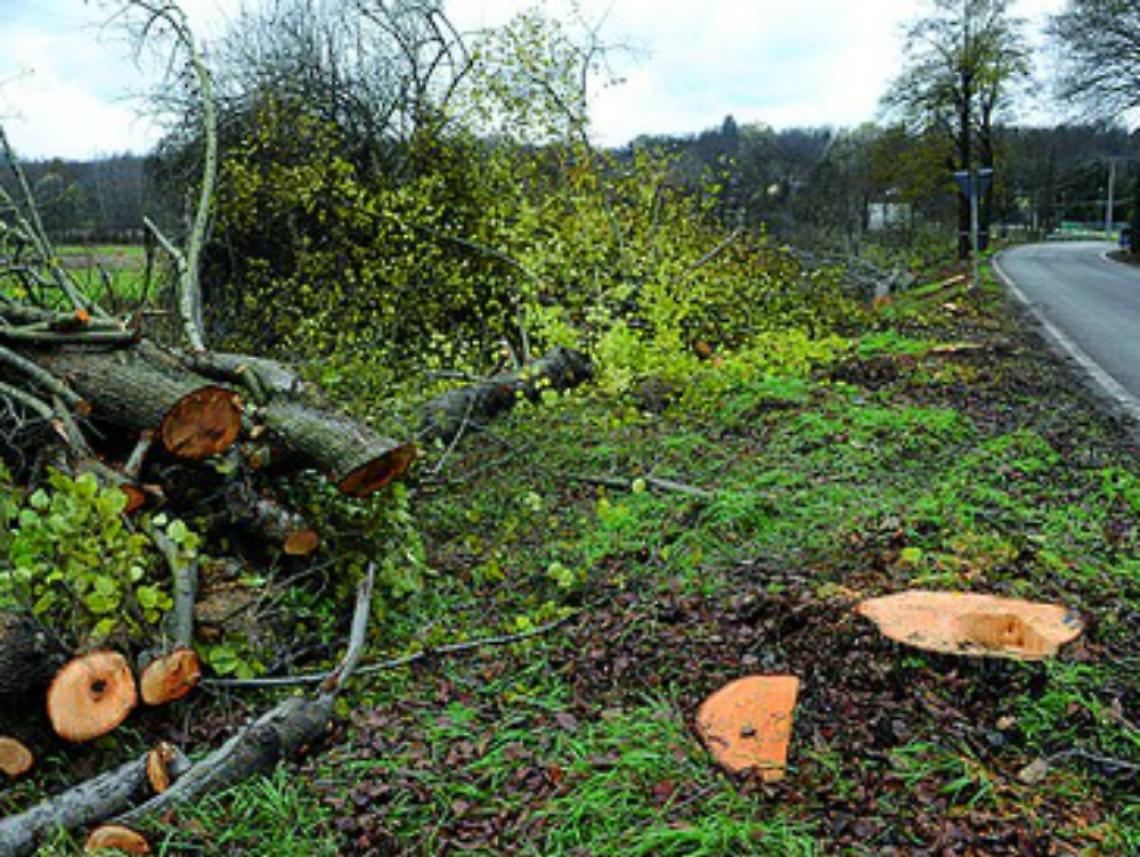 L'Universit&agrave; far&agrave; i test<br/>tecnologici sui tigli a rischio