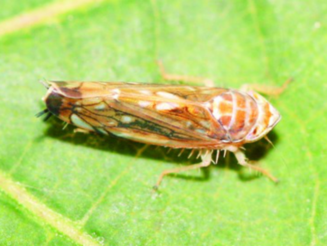 Flavescenza dorata, &egrave; lotta continua