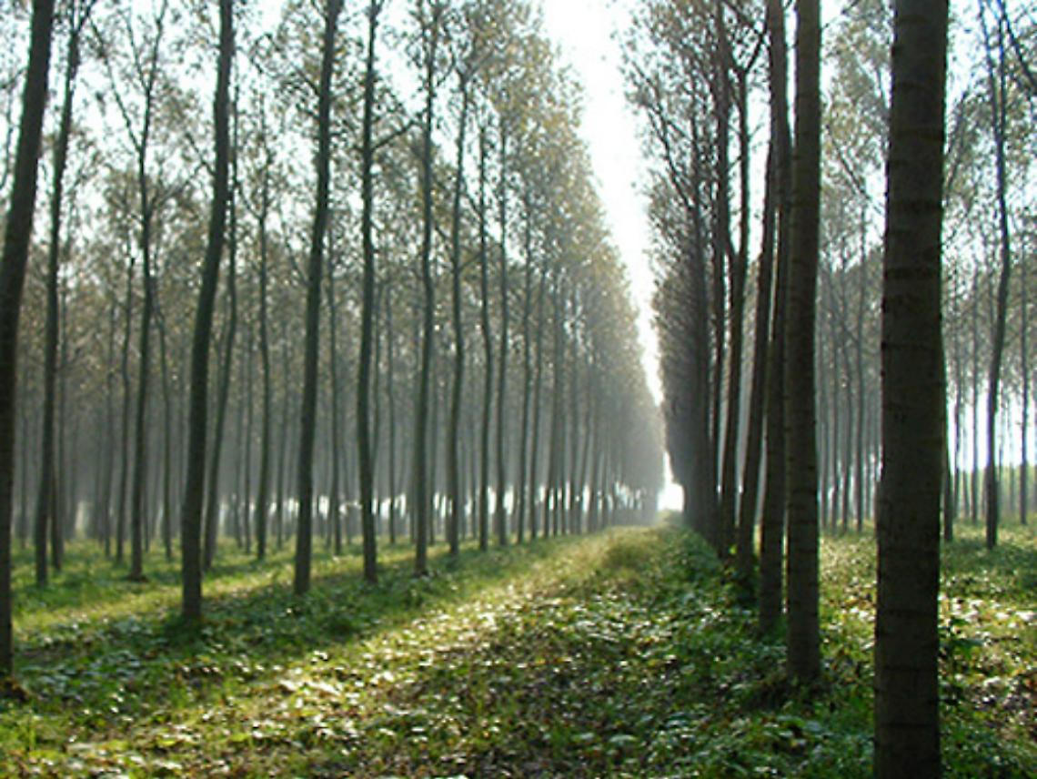 Il Piemonte nell'accordo<br/>per la filiera del pioppo