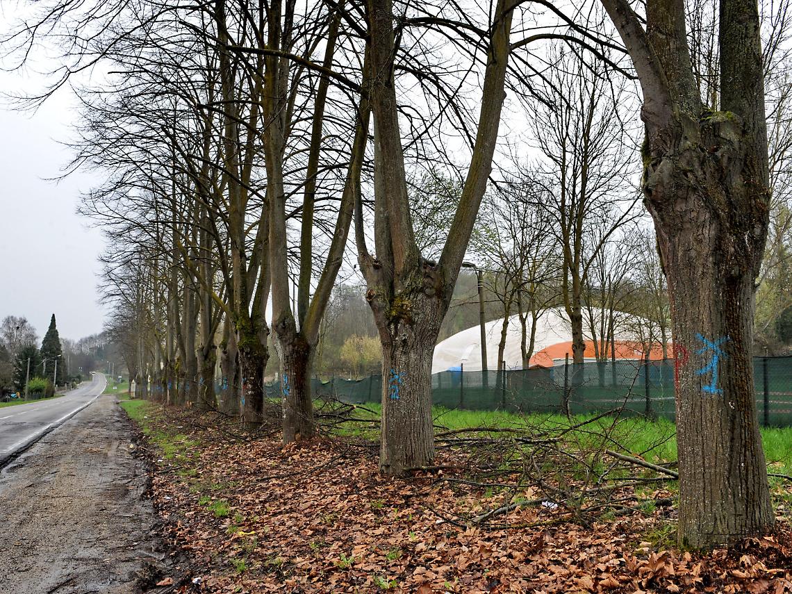 Tigli segnati a Portacomaro,<br/>timori per nuovi abbattimenti