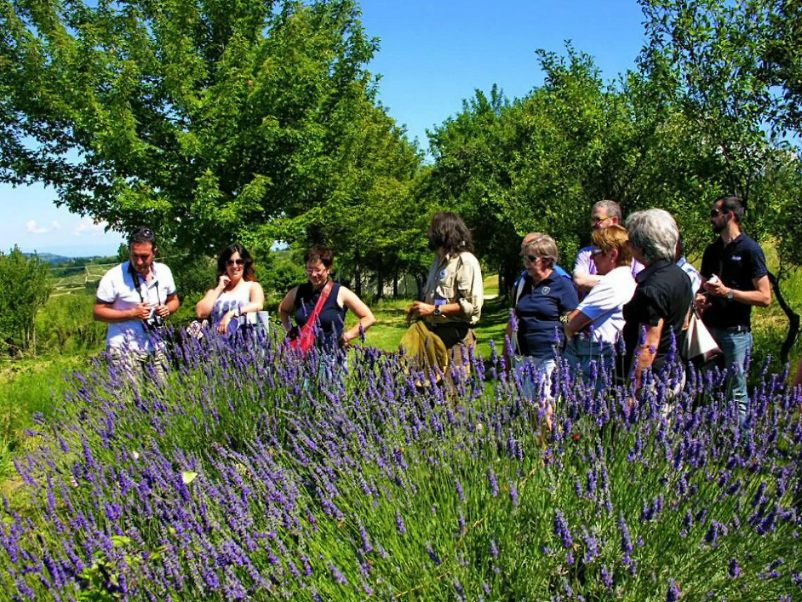 Le orchidee selvatiche al Forteto di Loazzolo