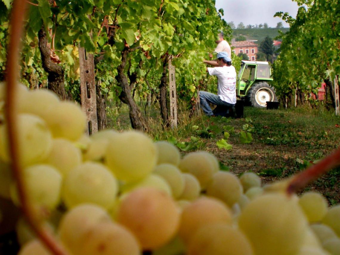 Vignaioli Piemontesi senza crisi<br/>Il fatturato 2013 cresce del 18%