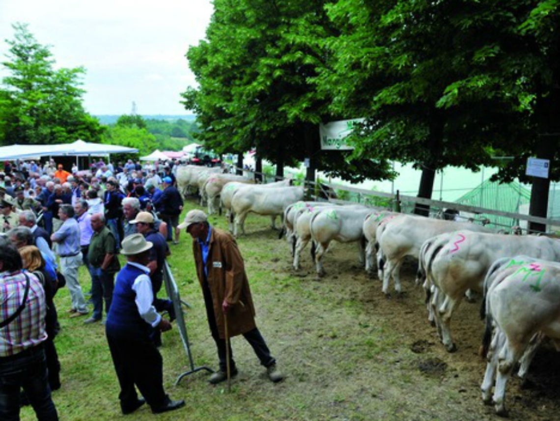 Razza Piemontese sotto i riflettori<br/>A Tigliole c'&egrave; Stelle in stalla