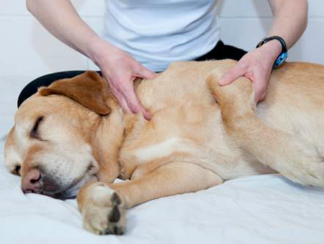 Vaglierano, sospetto caso di leptospirosi