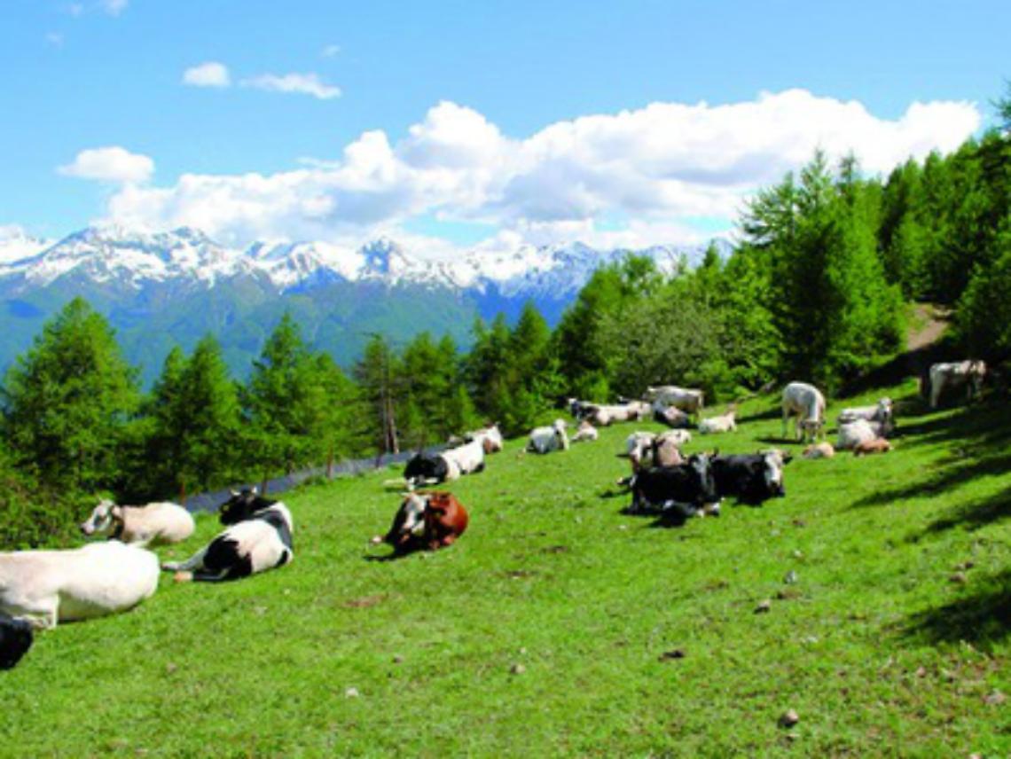 Tossinfezioni: i pericoli<br/>vengono dal latte crudo