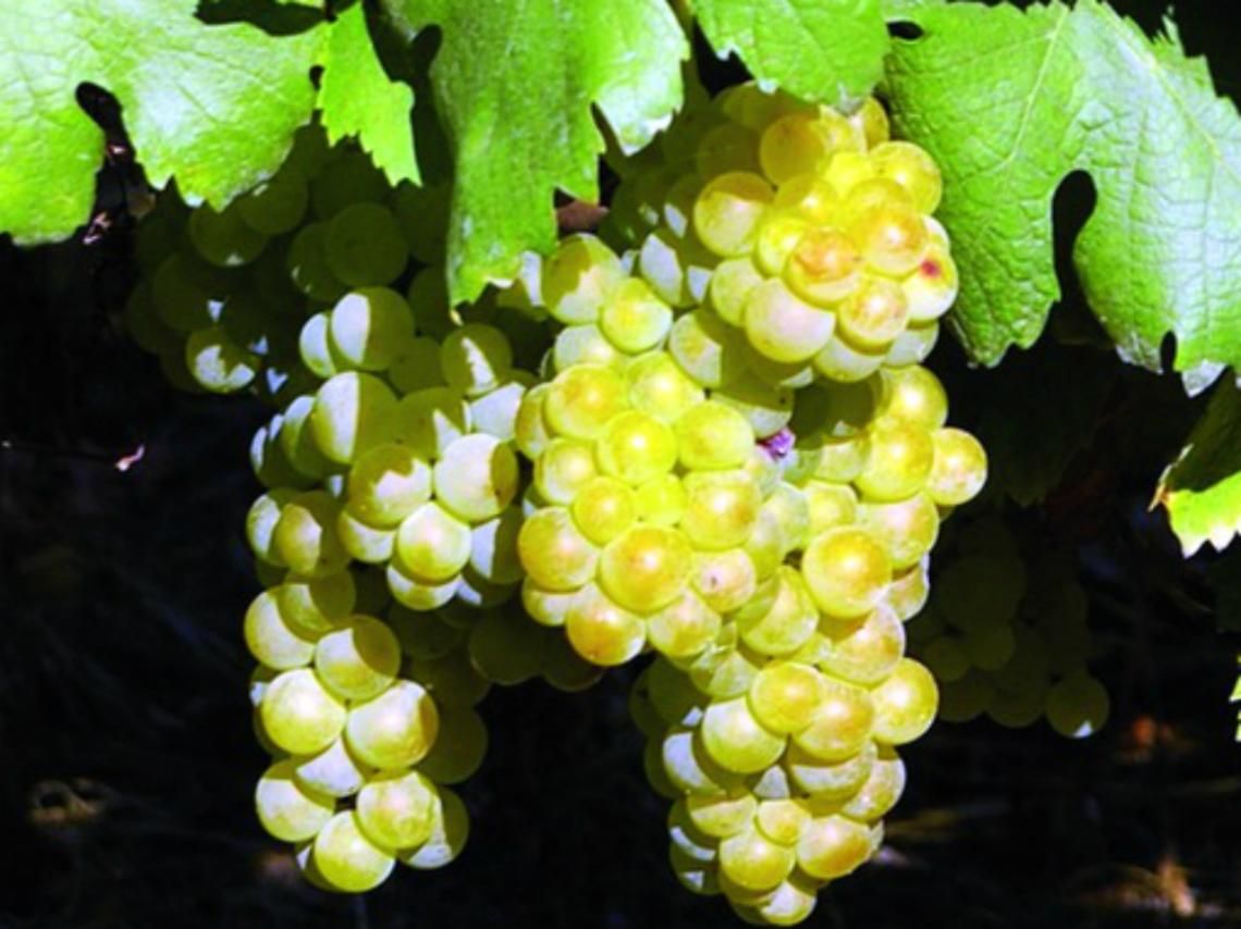 Un sondaggio per decidere<br/>sui nuovi vigneti di Moscato