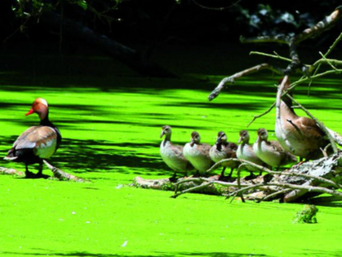 Bula di Belangero: un'oasi soffocata<br/>da rifiuti, greggi e pescatori di frodo