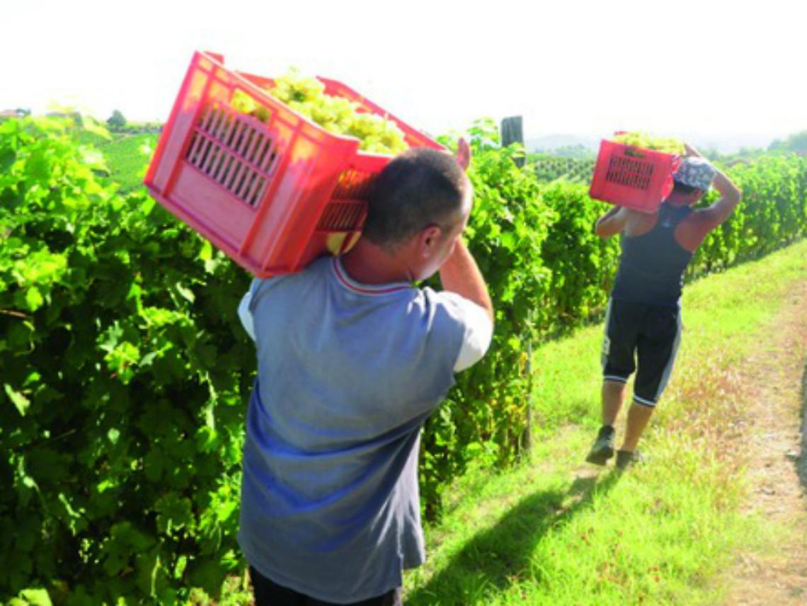 Moscato, adesso il vero accordo<br/>&egrave; quello con il sole