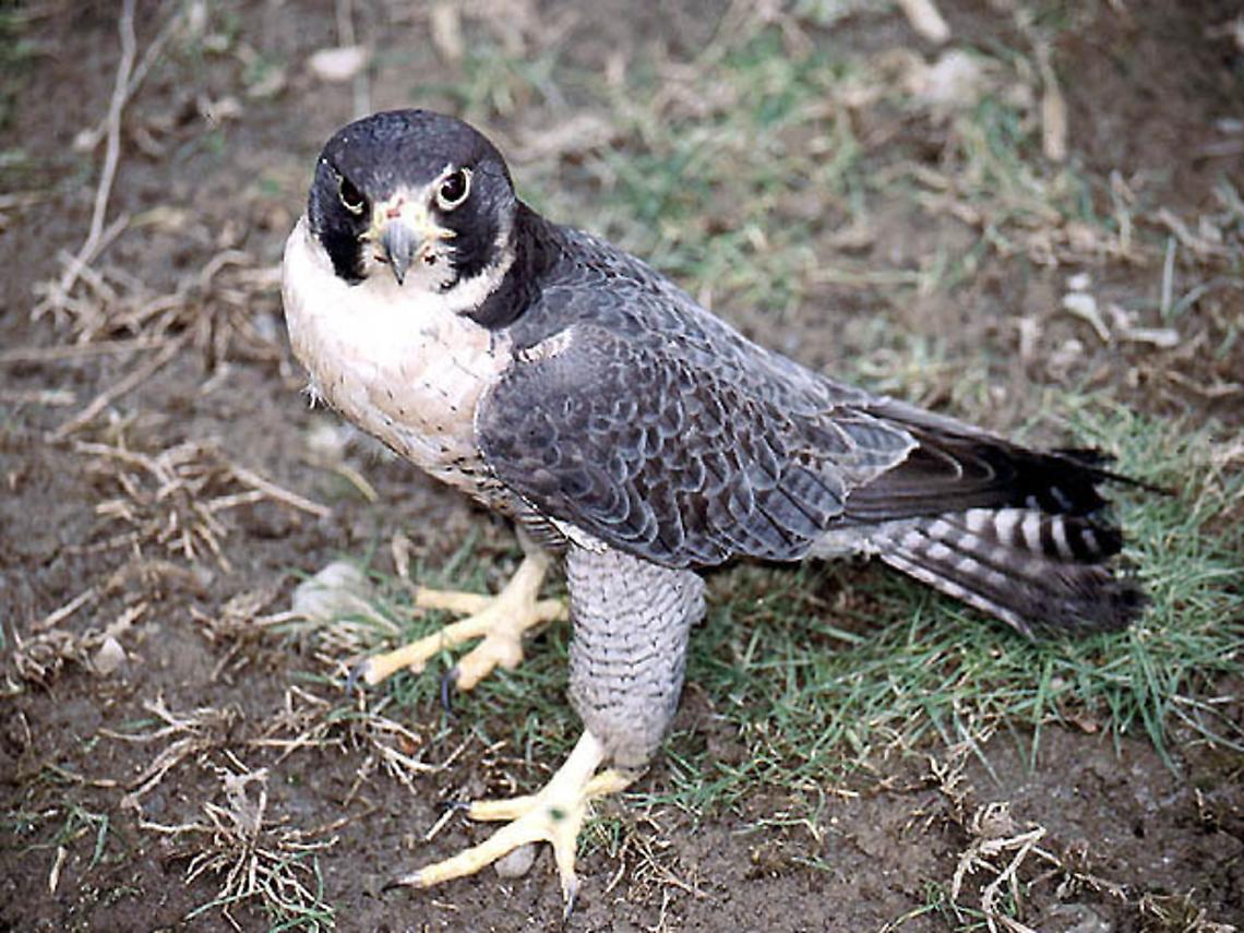 Nel centro Lipu di Tigliole il falco<br/>sequestrato ad un bracconiere