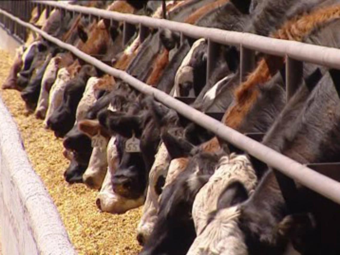 Luomo caricato dai buoi<br/>era fuori o dentro il recinto?