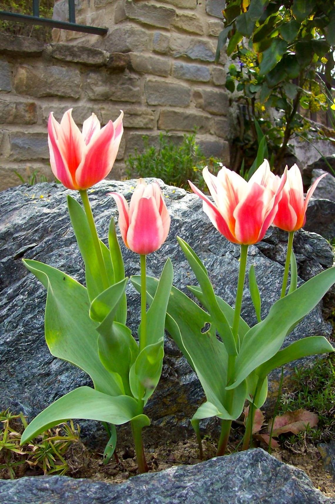 Tulipani, &egrave; ora di interrare i bulbi