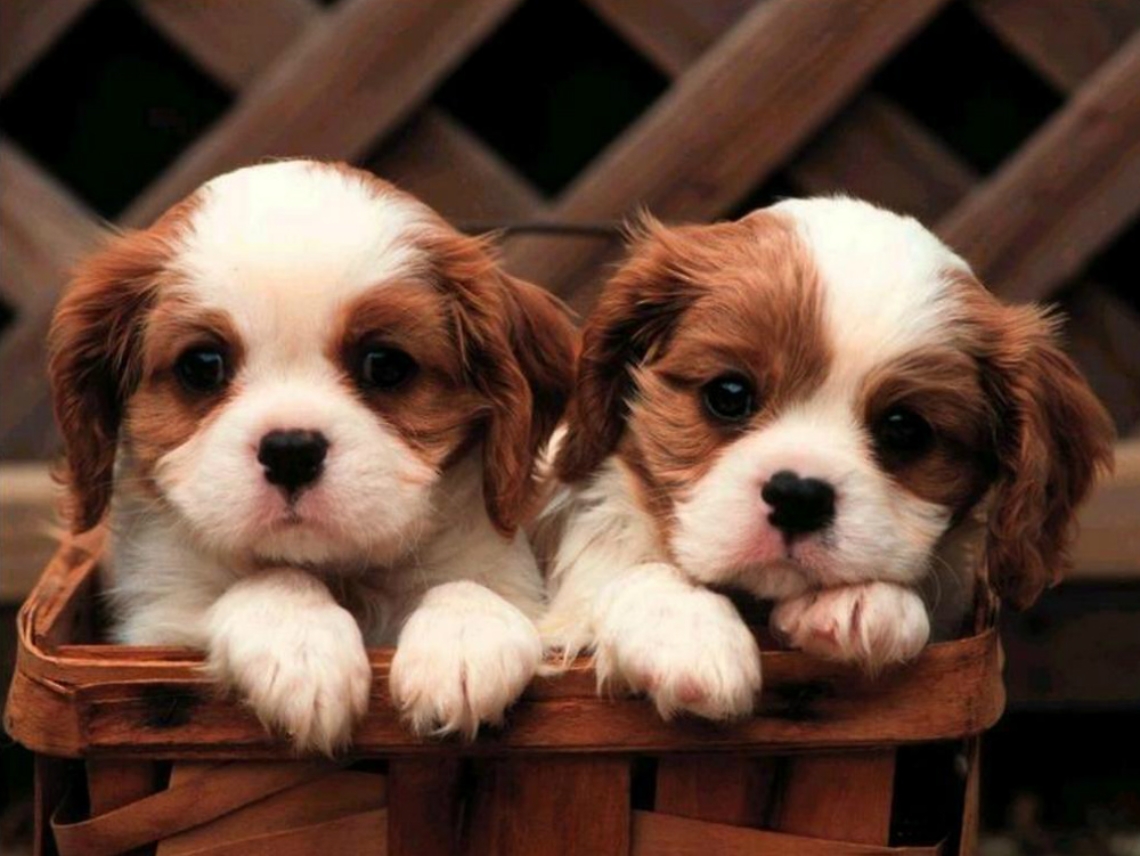 Una campagna in Comune<br/>per prendersi cura dei cani