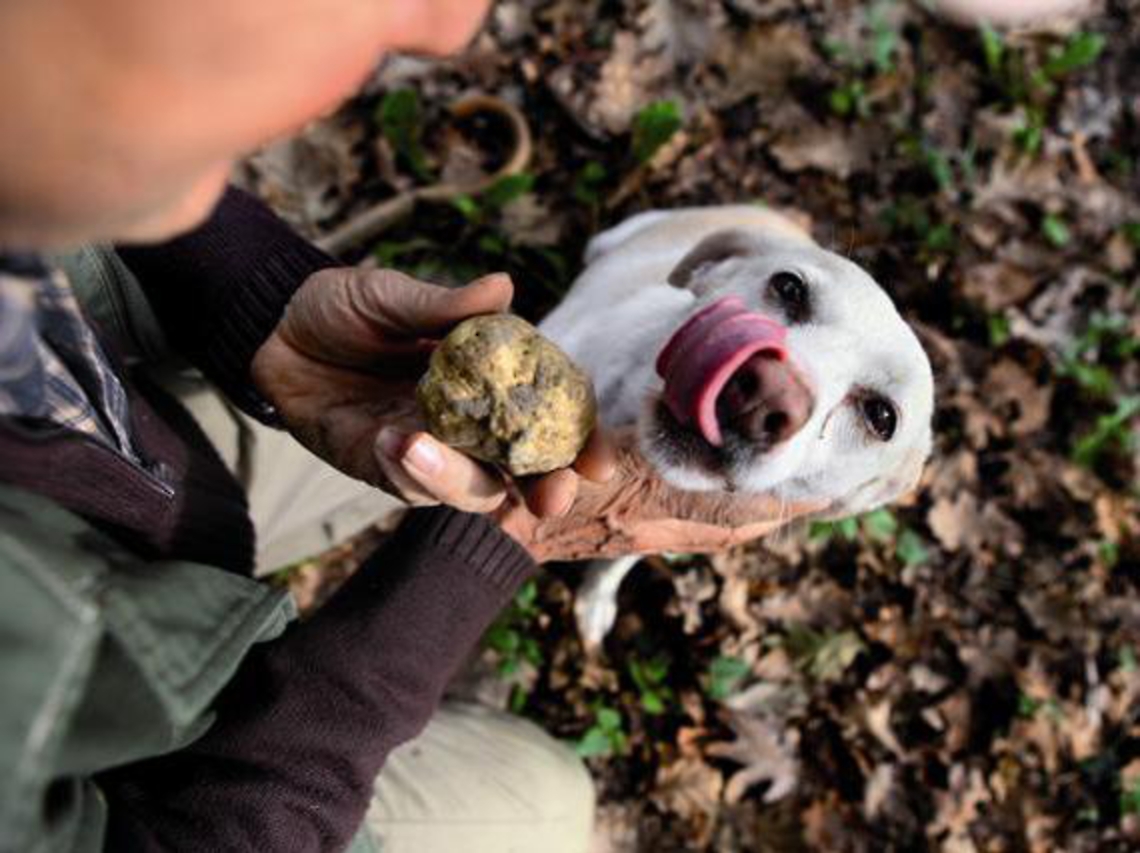 Una Fiera del Tartufo che guarda all'Expo 2015